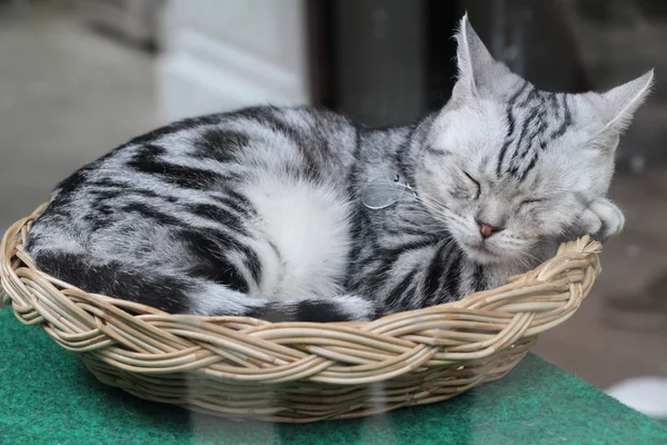 Katze grau niedlich schläft auf Korb — Stockfoto