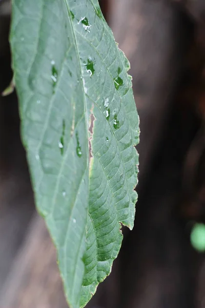 Green leaf with drops of water with nature — Stock Photo, Image