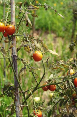 Bahçede ağaçta taze domates