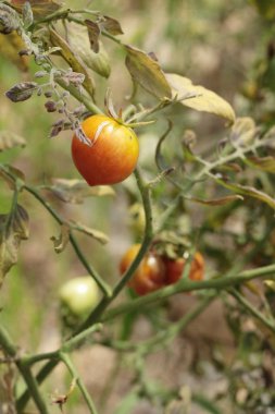 Bahçede ağaçta taze domates