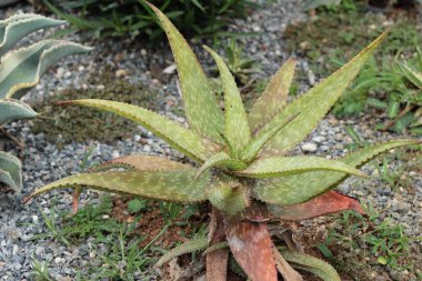 Güzel küçük doğada kaktüs