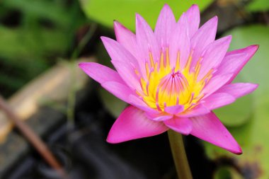 Doğa ile havuzda güzel lotus