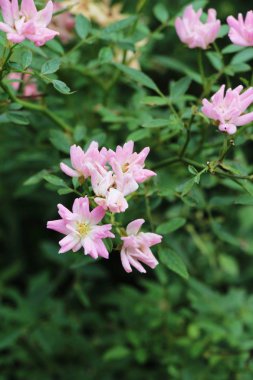 Güzel güller bahçede çiçek açan