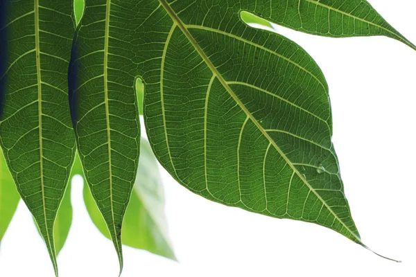 Folha verde com gotas de água com a natureza — Fotografia de Stock