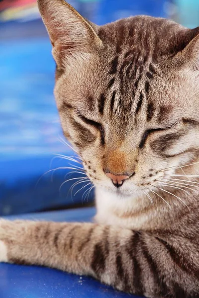 Katze grau niedlich schläft auf Korb — Stockfoto