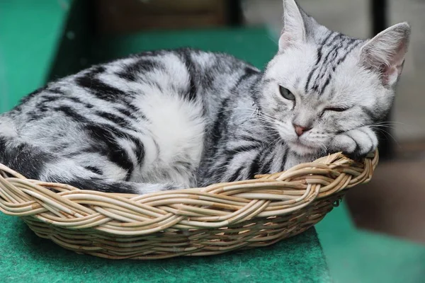 Katze grau niedlich schläft auf Korb — Stockfoto