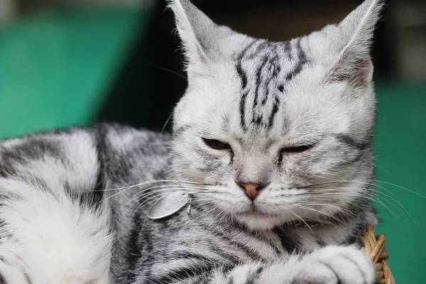 Katze grau niedlich schläft auf Korb — Stockfoto