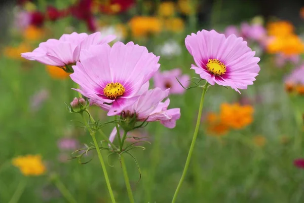 Belles fleurs colorées cosmos dans le jardin — Photo