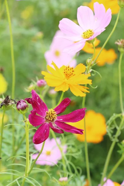Mooie kosmos kleurrijke bloemen in de tuin — Stockfoto