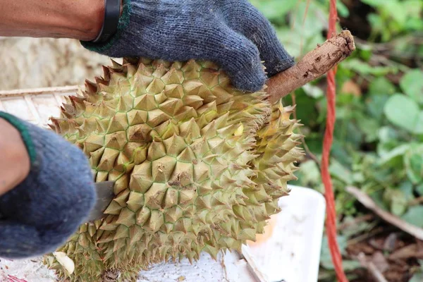Durian fruit is heerlijk in de markt — Stockfoto