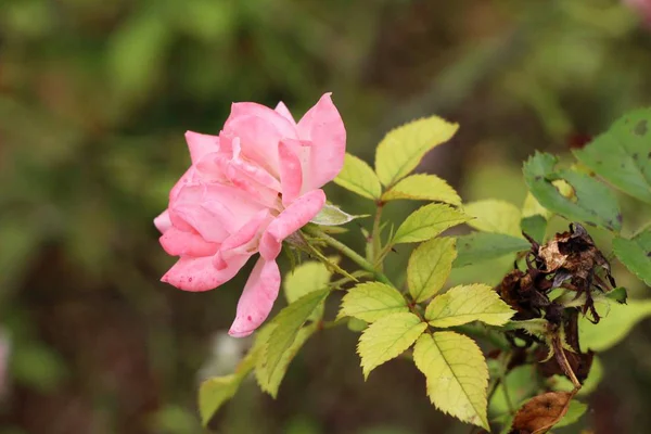 Hermosas rosas florecen en el jardín — Foto de Stock