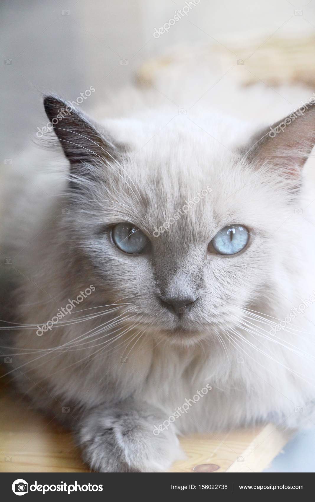 Katzen Mit Blauen Augen Starrte Stockfoto Seagamess