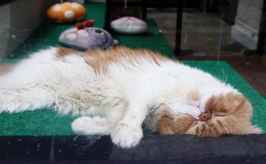 Kedi kanepede uyuyor