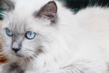 Mavi gözlü kedi bakıyorsun