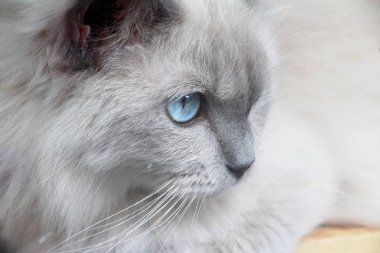 Mavi gözlü kedi bakıyorsun