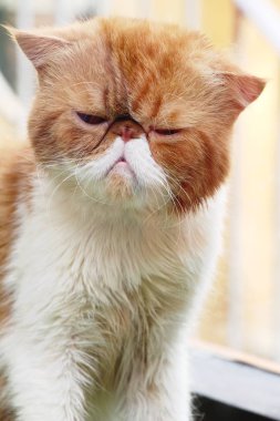 Kedi çok güzel bakıyorsun