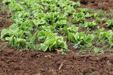 Bahçedeki sağlık için taze marul