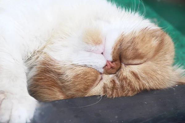 Кошка спит на диване — стоковое фото