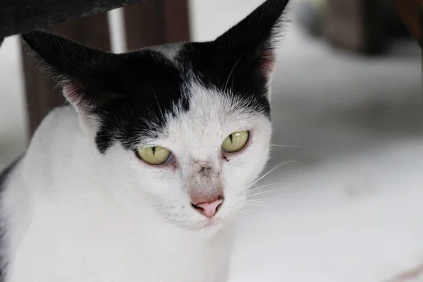 Cat is lovely are staring — Stock Photo, Image