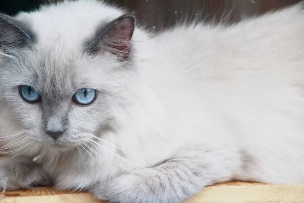 青目の猫はじっとしています。 — ストック写真