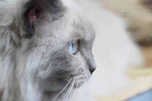 Koty z niebieskimi oczami patrzą — Zdjęcie stockowe