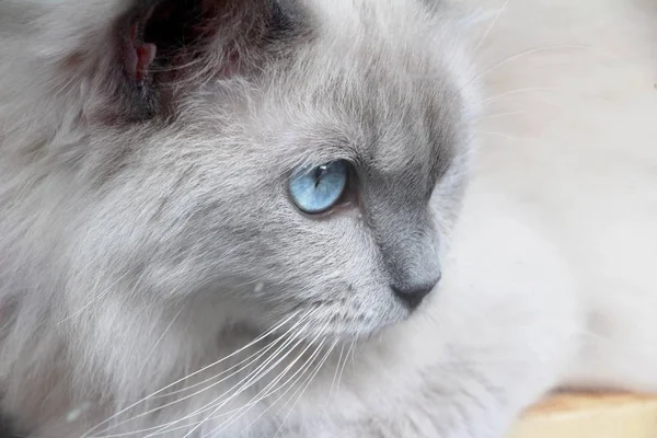 Γάτες με μπλε μάτια είναι χτυπητός — Φωτογραφία Αρχείου
