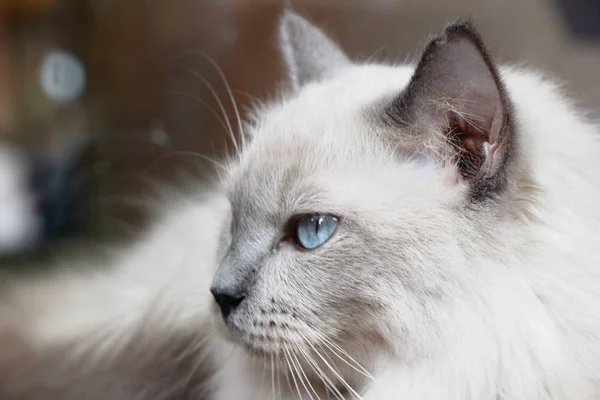 파란 눈을 가진 고양이 보고 — 스톡 사진