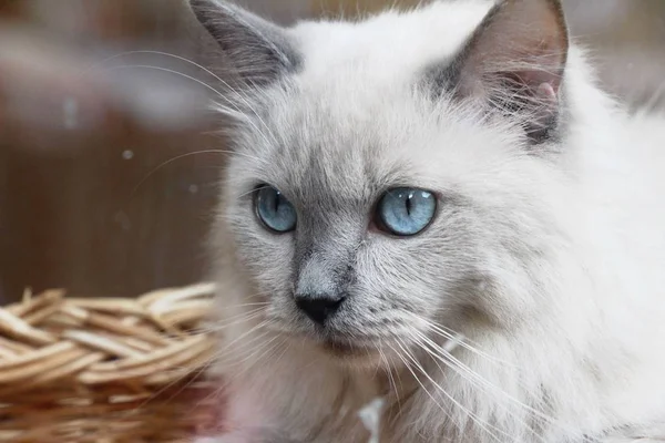 Macskák-val kék szeme mereven — Stock Fotó