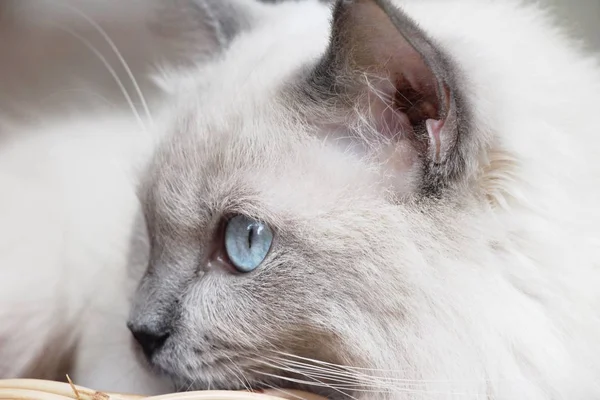 猫和蓝色的眼睛都盯着 — 图库照片