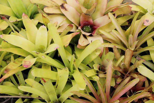 パイナップルの花庭 — ストック写真