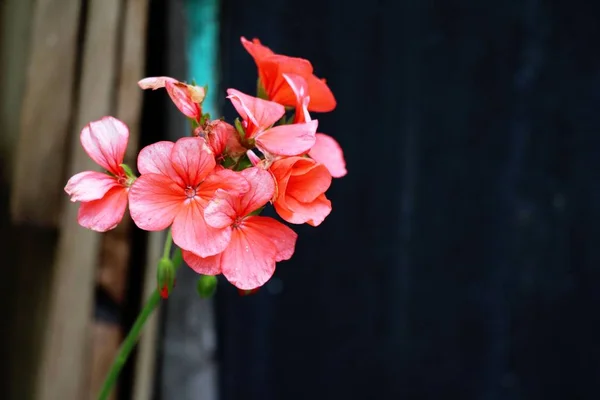 Όμορφη άνθιση πολύχρωμα λουλούδια στον κήπο — Φωτογραφία Αρχείου