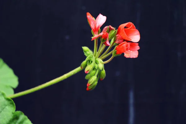 Mooie bloei kleurrijke bloemen in de tuin — Stockfoto