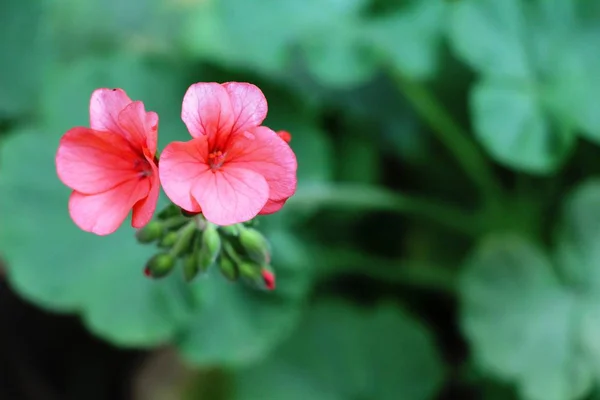 Belle floraison de fleurs colorées dans le jardin — Photo