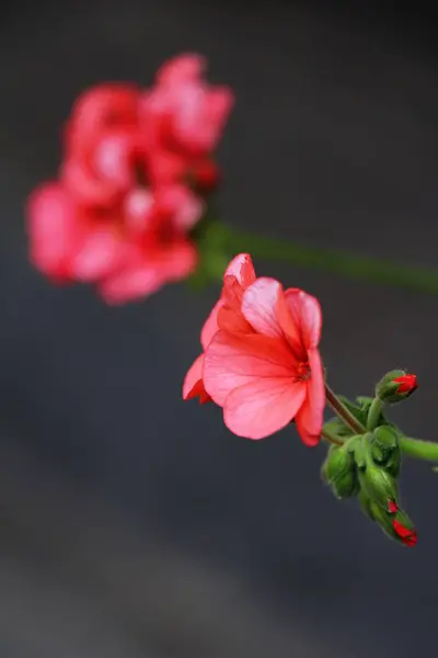 Mooie bloei kleurrijke bloemen in de tuin — Stockfoto