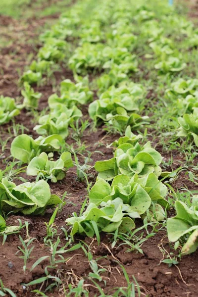 Lechuga fresca para la salud en el jardín —  Fotos de Stock