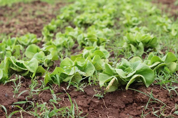 Lechuga fresca para la salud en el jardín —  Fotos de Stock