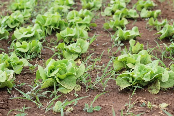Fresh lettuce for health in the garden — Stock Photo, Image