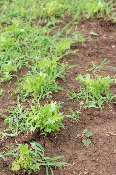 Frischer Salat für die Gesundheit im Garten — Stockfoto