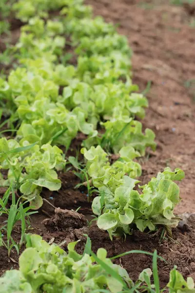 Frischer Salat für die Gesundheit im Garten — Stockfoto