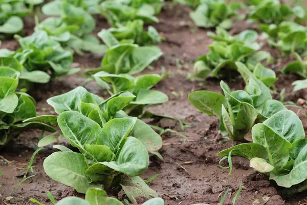 Lechuga fresca para la salud en el jardín —  Fotos de Stock