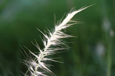 doğada çimen çiçekler