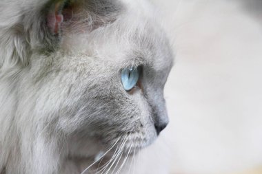 Mavi gözlü kedi bakıyorsun