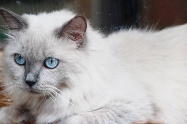 Mavi gözlü kedi bakıyorsun