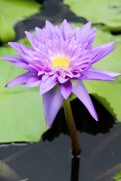 Vackra lotus i dammen med naturen — Stockfoto