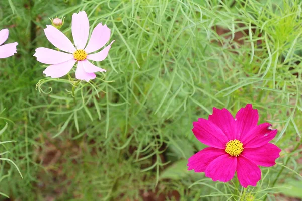 Belles fleurs colorées cosmos dans le jardin — Photo