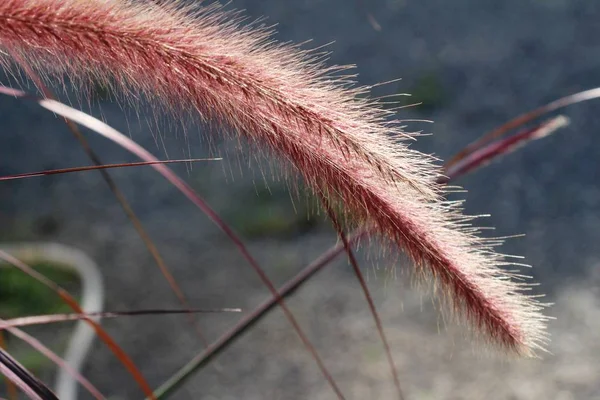 Flores de hierba en la naturaleza — Foto de Stock