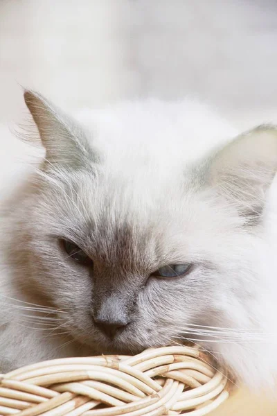 Katzen mit blauen Augen starren — Stockfoto