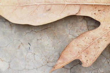 Yerdeki kahverengi kuru yapraklar