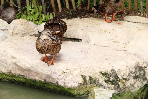 Canard dans l'étang — Photo