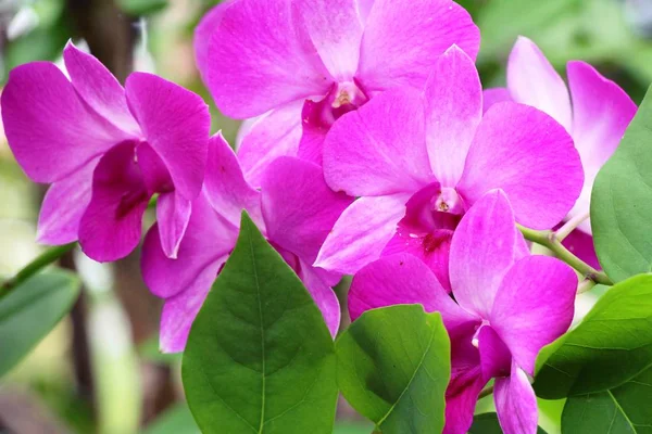 Orquídea em jardim com natureza — Fotografia de Stock